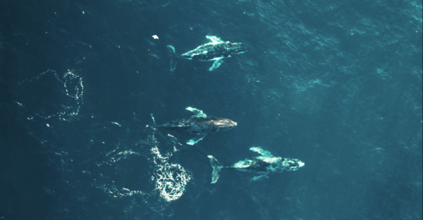 New paper: Call for dynamic regulation of our oceans to reduce whale strikes